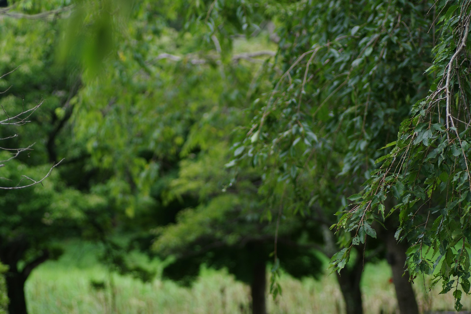 A giraffe standing next to a lush green forest